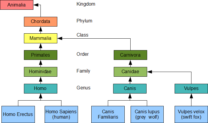 Linnean Hierarchy